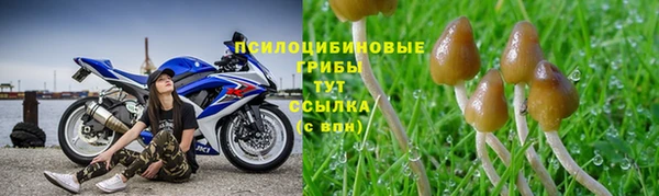 мдпв Богданович